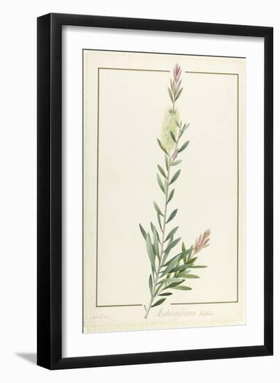 Metrosyderos Pallida, 1812 (W/C and Bodycolour over Graphite on Vellum)-Pierre Joseph Redoute-Framed Giclee Print