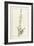 Metrosyderos Pallida, 1812 (W/C and Bodycolour over Graphite on Vellum)-Pierre Joseph Redoute-Framed Giclee Print