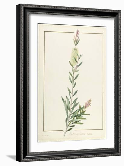 Metrosyderos Pallida, 1812 (W/C and Bodycolour over Graphite on Vellum)-Pierre Joseph Redoute-Framed Giclee Print