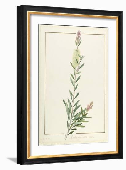 Metrosyderos Pallida, 1812 (W/C and Bodycolour over Graphite on Vellum)-Pierre Joseph Redoute-Framed Giclee Print