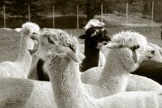 Alpaca-meunierd-Photographic Print