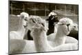 Photographic Print