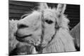 Photographic Print