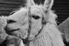 Alpaca-meunierd-Photographic Print