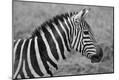 Photographic Print