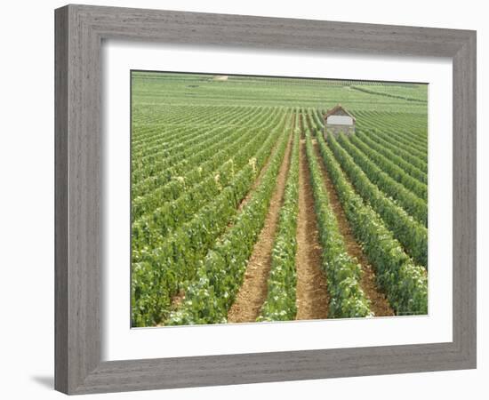 Meursault Genevrieres Premier Cru Vineyard, Cote De Beaune, France, Europe-Michael Short-Framed Photographic Print