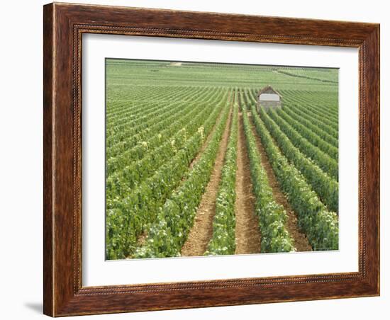 Meursault Genevrieres Premier Cru Vineyard, Cote De Beaune, France, Europe-Michael Short-Framed Photographic Print