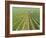 Meursault Genevrieres Premier Cru Vineyard, Cote De Beaune, France, Europe-Michael Short-Framed Photographic Print