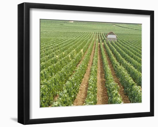 Meursault Genevrieres Premier Cru Vineyard, Cote De Beaune, France, Europe-Michael Short-Framed Photographic Print