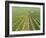 Meursault Genevrieres Premier Cru Vineyard, Cote De Beaune, France, Europe-Michael Short-Framed Photographic Print