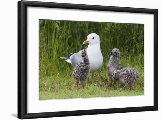 Mew Gull with Chicks-Ken Archer-Framed Photographic Print