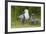 Mew Gull with Chicks-Ken Archer-Framed Photographic Print