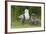 Mew Gull with Chicks-Ken Archer-Framed Photographic Print