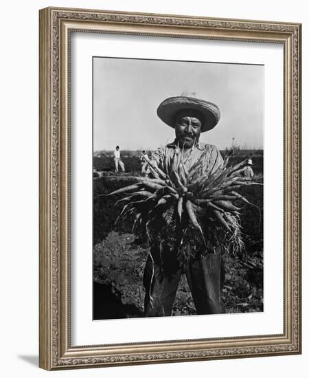 Mexican-American Carrot Puller in Edinburg, Texas. February 1939 Photograph by Russell Lee-null-Framed Photo