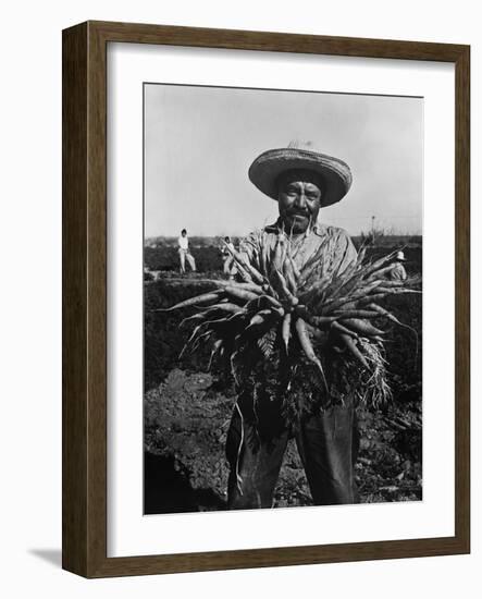 Mexican-American Carrot Puller in Edinburg, Texas. February 1939 Photograph by Russell Lee-null-Framed Photo