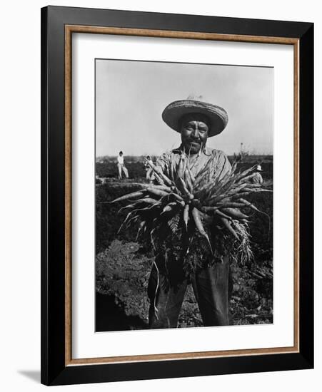 Mexican-American Carrot Puller in Edinburg, Texas. February 1939 Photograph by Russell Lee-null-Framed Photo