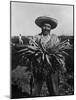 Mexican-American Carrot Puller in Edinburg, Texas. February 1939 Photograph by Russell Lee-null-Mounted Photo