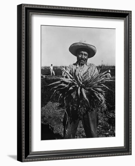 Mexican-American Carrot Puller in Edinburg, Texas. February 1939 Photograph by Russell Lee-null-Framed Photo