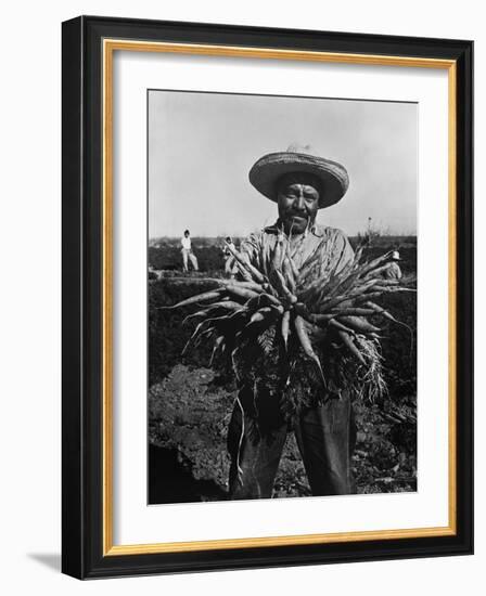 Mexican-American Carrot Puller in Edinburg, Texas. February 1939 Photograph by Russell Lee-null-Framed Photo