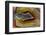 Mexican Banded Agate Quartzsite, Arizona-Darrell Gulin-Framed Photographic Print