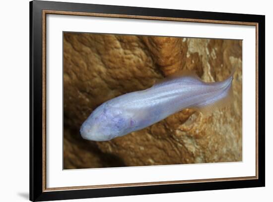 Mexican Blind Brotula (Typhliasina Pearsei) a Blind Cave Fish-Claudio Contreras-Framed Photographic Print