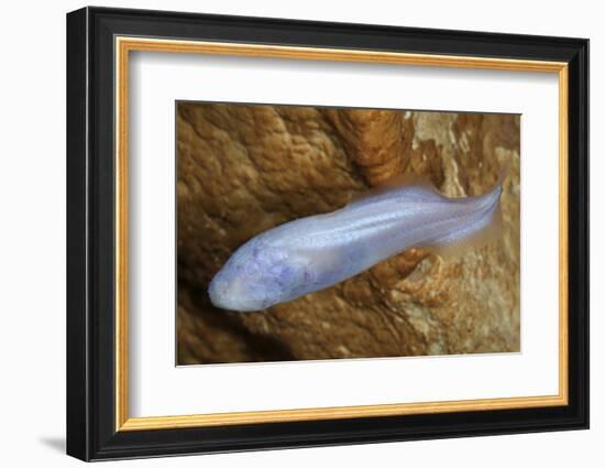 Mexican Blind Brotula (Typhliasina Pearsei) a Blind Cave Fish-Claudio Contreras-Framed Photographic Print