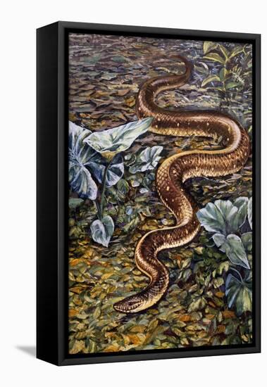 Mexican Burrowing Python (Loxocemus Bicolour), Loxocemidae-null-Framed Premier Image Canvas