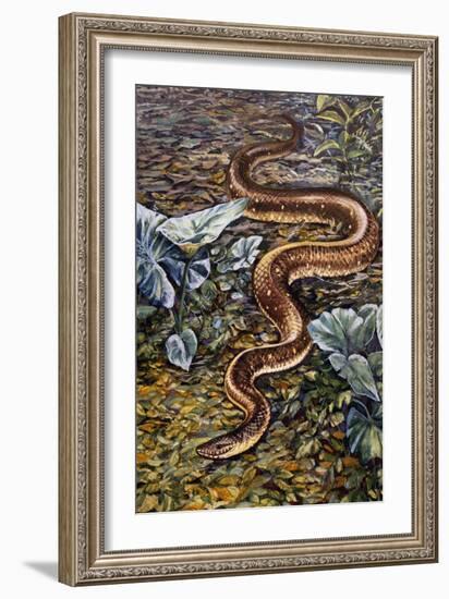 Mexican Burrowing Python (Loxocemus Bicolour), Loxocemidae-null-Framed Giclee Print