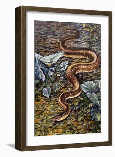 Mexican Burrowing Python (Loxocemus Bicolour), Loxocemidae-null-Framed Giclee Print