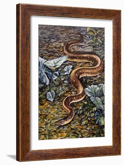 Mexican Burrowing Python (Loxocemus Bicolour), Loxocemidae-null-Framed Giclee Print