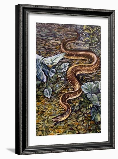 Mexican Burrowing Python (Loxocemus Bicolour), Loxocemidae-null-Framed Giclee Print