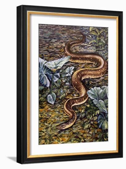 Mexican Burrowing Python (Loxocemus Bicolour), Loxocemidae-null-Framed Giclee Print