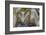 Mexican Crazy Lace Agate, Sammamish, Washington State-Darrell Gulin-Framed Photographic Print