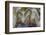 Mexican Crazy Lace Agate, Sammamish, Washington State-Darrell Gulin-Framed Photographic Print