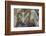 Mexican Crazy Lace Agate, Sammamish, Washington State-Darrell Gulin-Framed Photographic Print