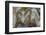 Mexican Crazy Lace Agate, Sammamish, Washington State-Darrell Gulin-Framed Photographic Print