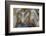 Mexican Crazy Lace Agate, Sammamish, Washington State-Darrell Gulin-Framed Photographic Print