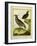 Mexican Crested Quail and the Philippines Quail-Georges-Louis Buffon-Framed Giclee Print