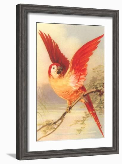 Mexican Double Yellow-Headed Parrot-null-Framed Art Print