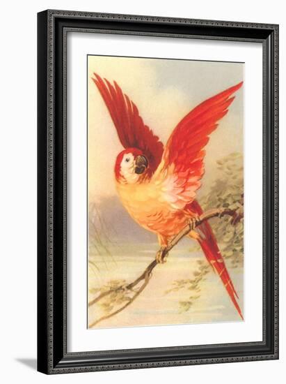 Mexican Double Yellow-Headed Parrot-null-Framed Art Print