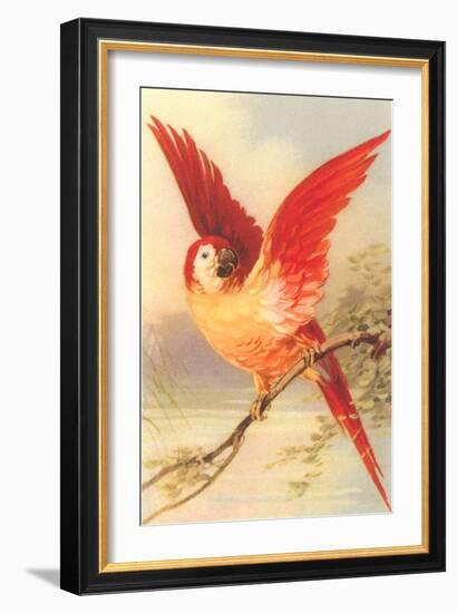 Mexican Double Yellow-Headed Parrot-null-Framed Art Print