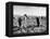 Mexican Farm Workers Harvesting Beets-J^ R^ Eyerman-Framed Premier Image Canvas