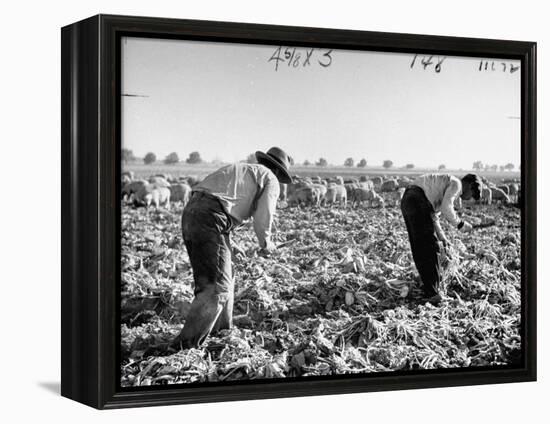 Mexican Farm Workers Harvesting Beets-J^ R^ Eyerman-Framed Premier Image Canvas