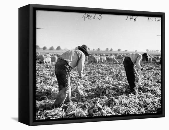 Mexican Farm Workers Harvesting Beets-J^ R^ Eyerman-Framed Premier Image Canvas