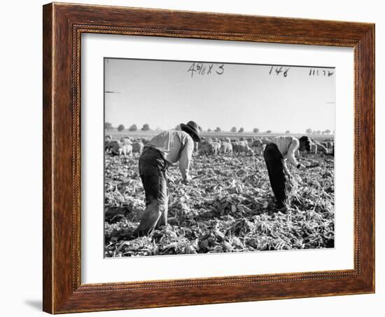 Mexican Farm Workers Harvesting Beets-J^ R^ Eyerman-Framed Premium Photographic Print