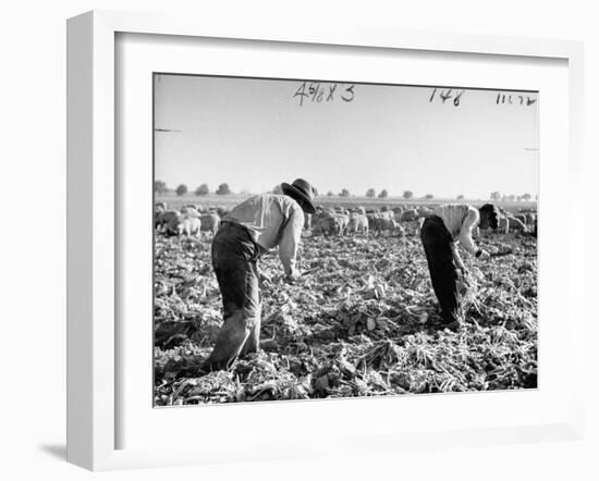 Mexican Farm Workers Harvesting Beets-J^ R^ Eyerman-Framed Premium Photographic Print