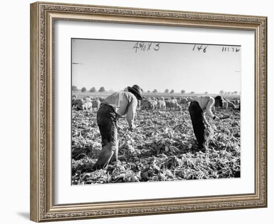 Mexican Farm Workers Harvesting Beets-J^ R^ Eyerman-Framed Photographic Print