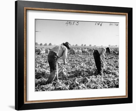 Mexican Farm Workers Harvesting Beets-J^ R^ Eyerman-Framed Photographic Print