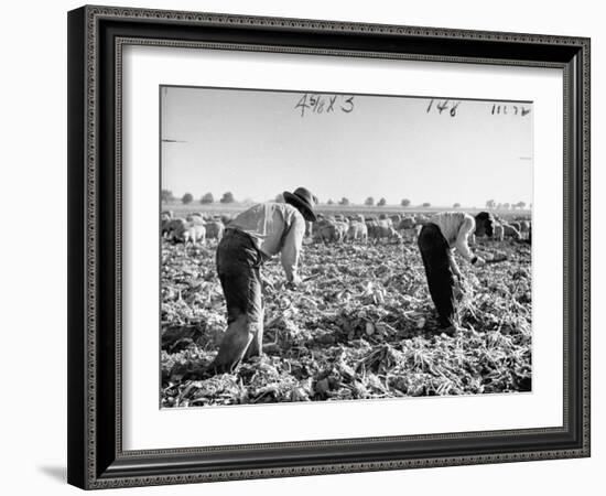 Mexican Farm Workers Harvesting Beets-J^ R^ Eyerman-Framed Photographic Print