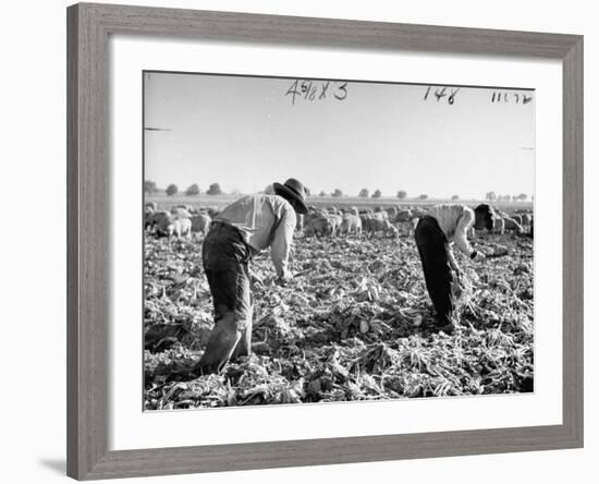 Mexican Farm Workers Harvesting Beets-J^ R^ Eyerman-Framed Photographic Print